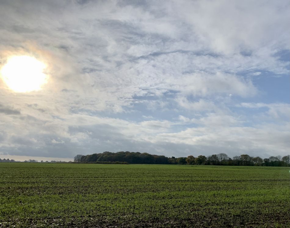 2022-11-20 04 Rushall and St Clements Common.jpg