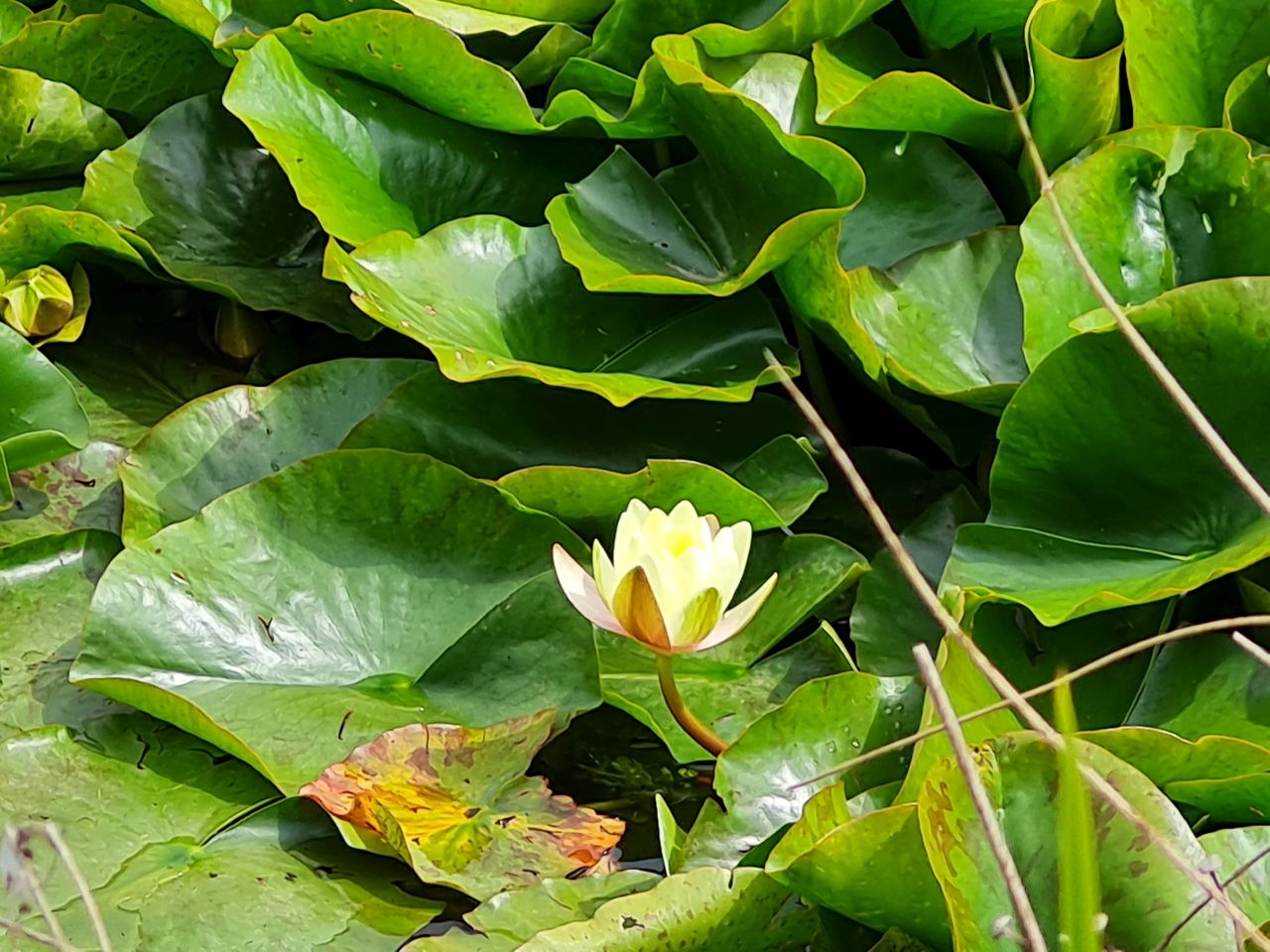 2025-06-07 03 Diss to Brockdish.jpg