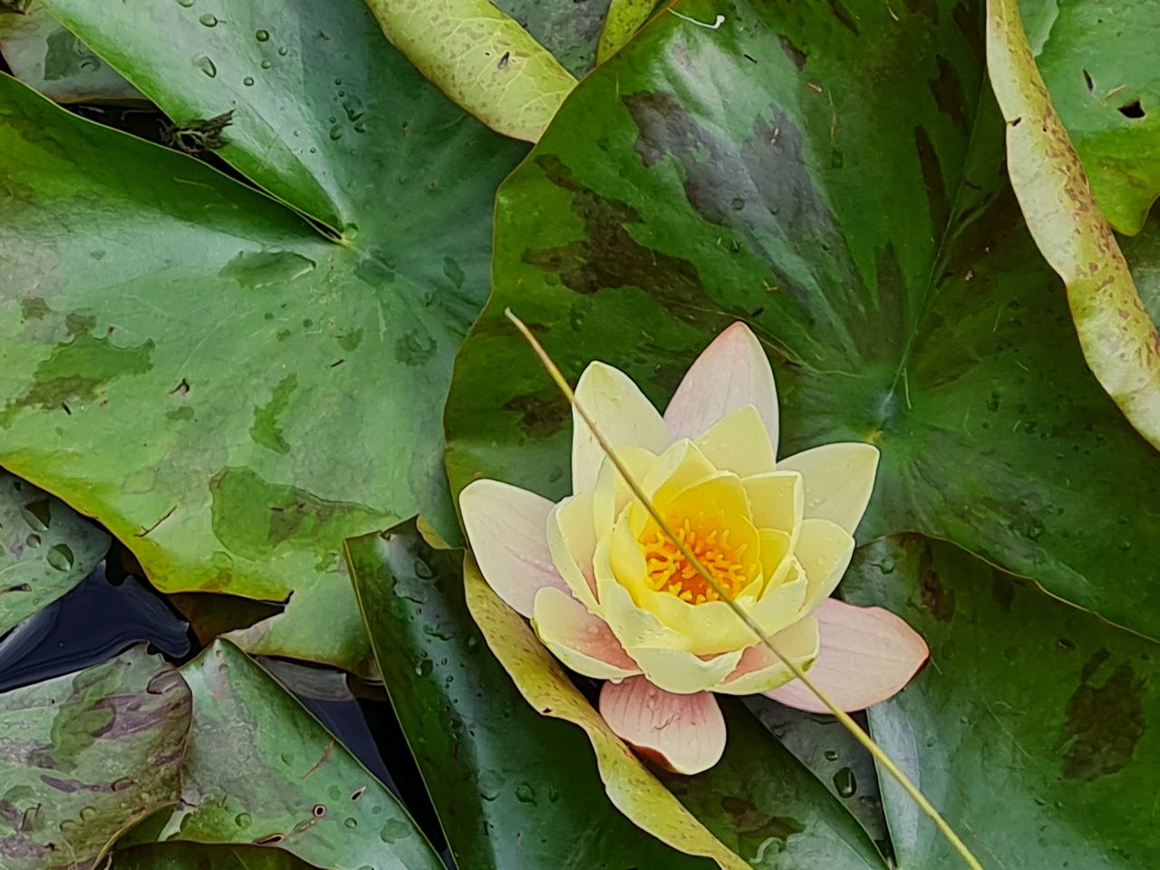 2025-06-07 04 Diss to Brockdish.jpg