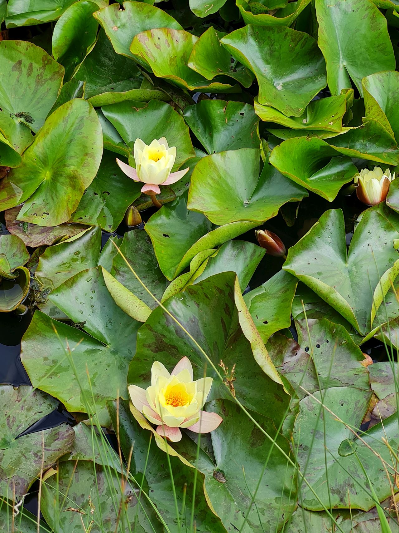 2025-06-07 05 Diss to Brockdish.jpg