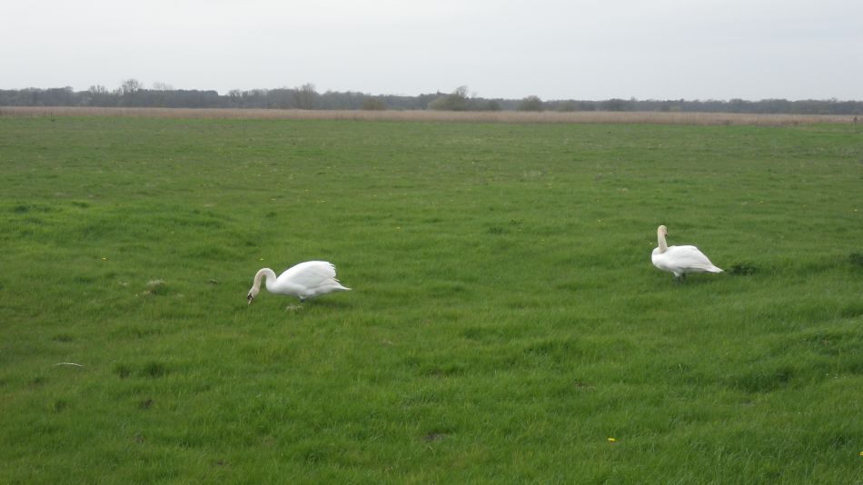 2018-04-17 04 Carlton and Share Marshes with GY Group.jpg