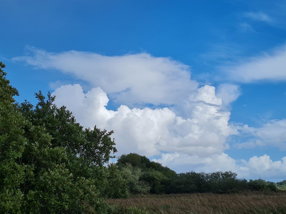 2022-09-08 14 Angles Way 22 - Carlton Marshes.jpg