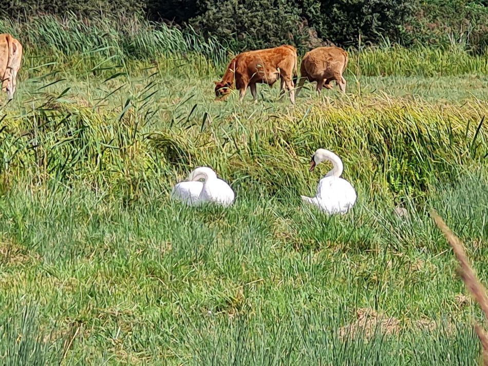 2022-09-08 19 Angles Way 22 - Carlton Marshes.jpg