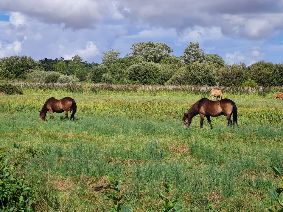 2022-09-08 20 Angles Way 22 - Carlton Marshes.jpg