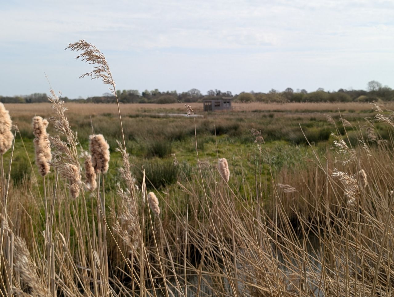 2026-04-09 03 Carlton Marshes.jpg