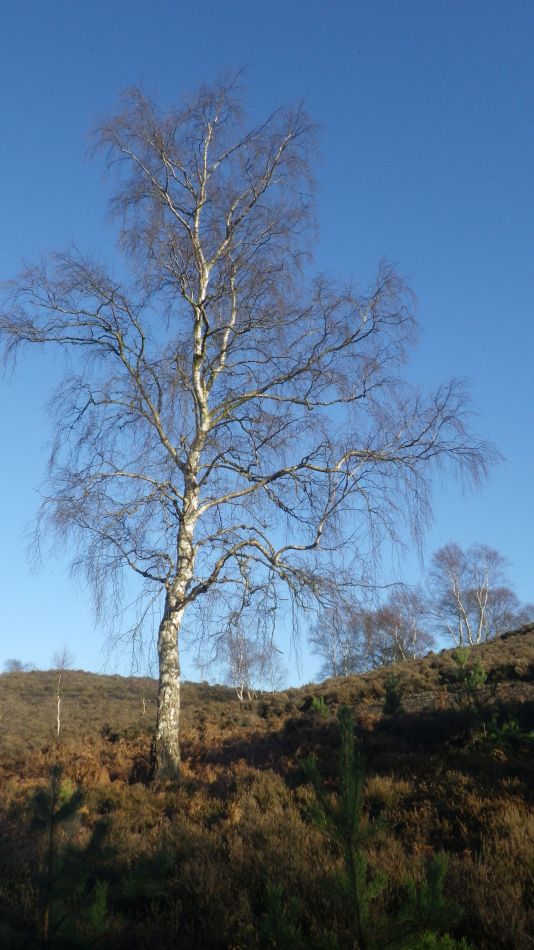 2019-12-04 04 Christmas Lunch Walk.jpg