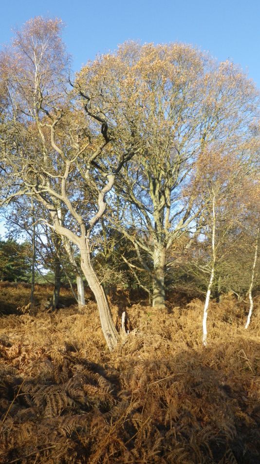 2019-12-04 05 Christmas Lunch Walk.jpg