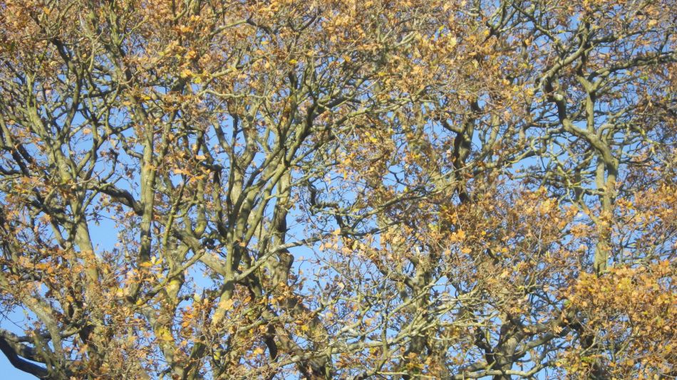 2019-12-04 06 Christmas Lunch Walk.jpg