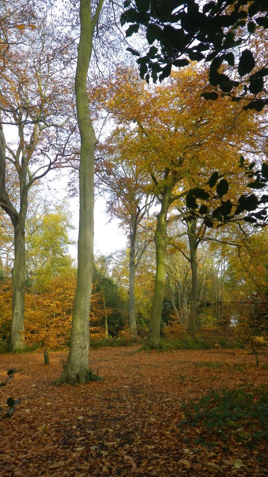 2017-11-22 07 Corton and Gunton.jpg