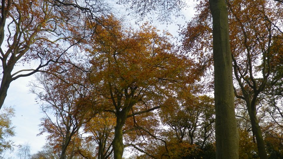 2017-11-22 09 Corton and Gunton.jpg