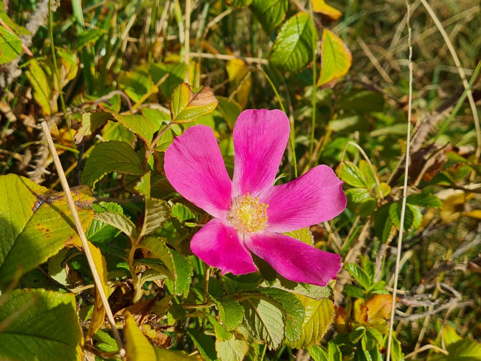 2021-10-24 04 Coast and Country.jpg