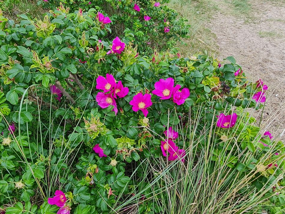 2022-06-12 12 Coast and Country.jpg