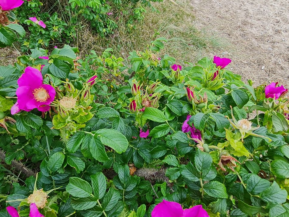 2022-06-12 13 Coast and Country.jpg