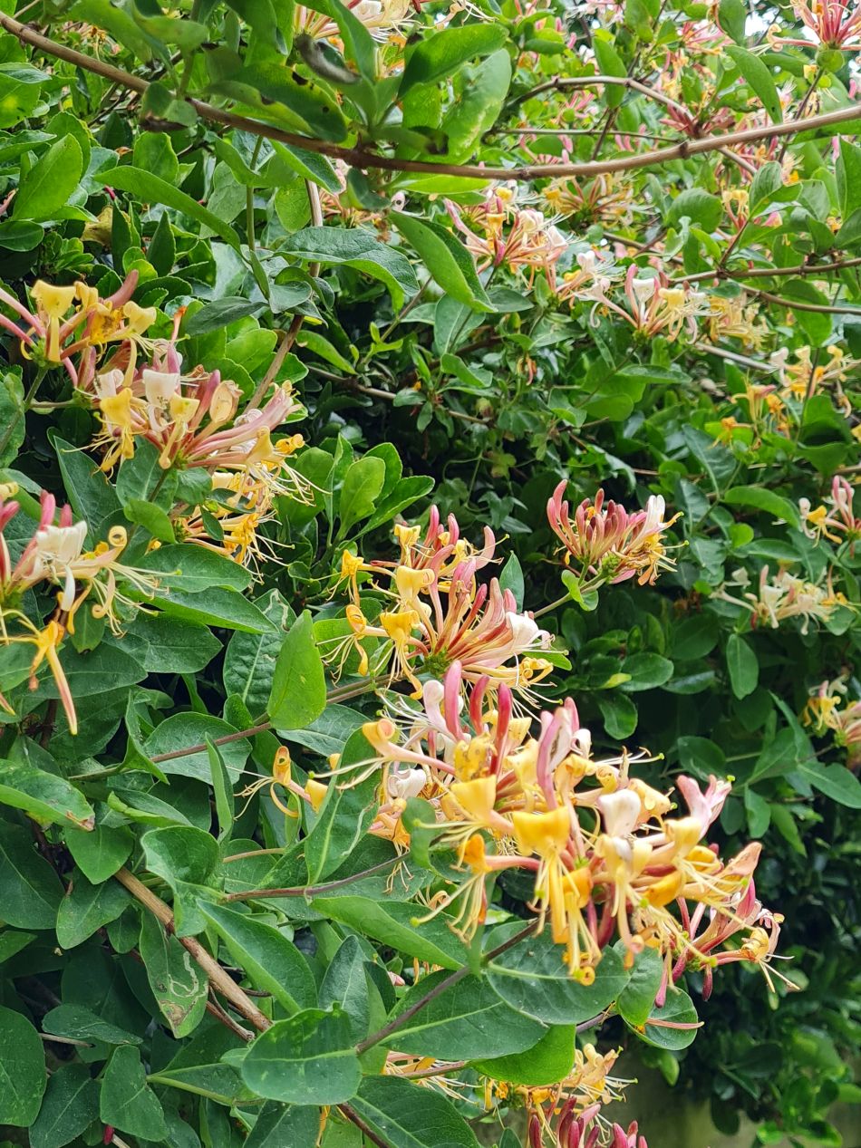 2022-06-12 23 Coast and Country.jpg