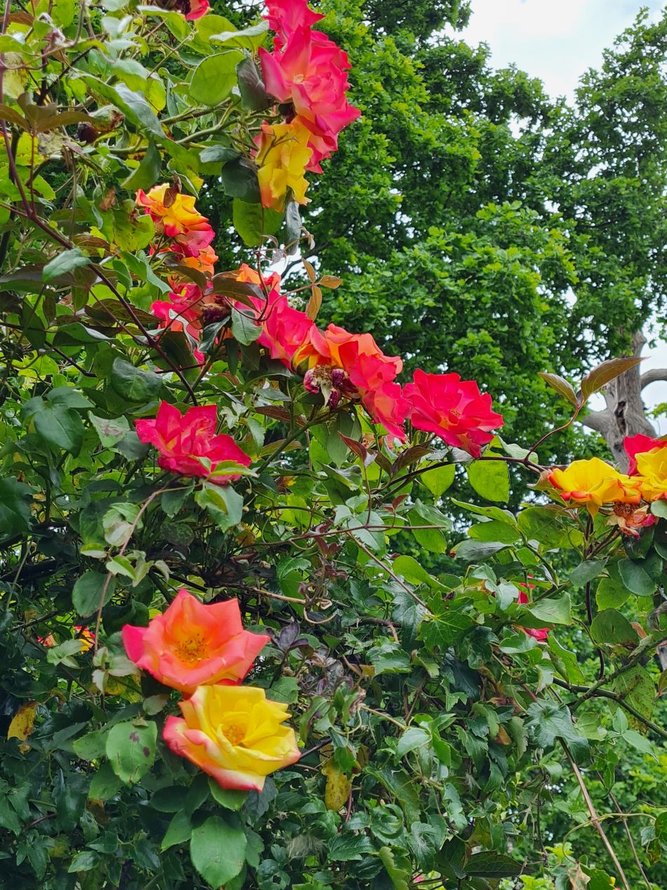 2022-06-12 24 Coast and Country.jpg