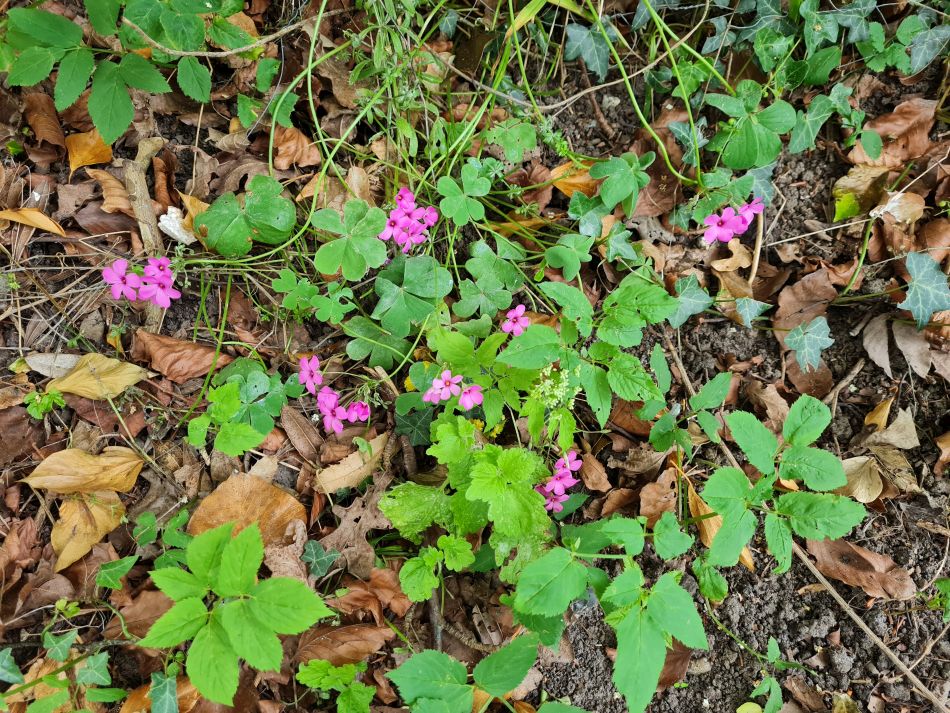 2022-06-12 28 Coast and Country.jpg