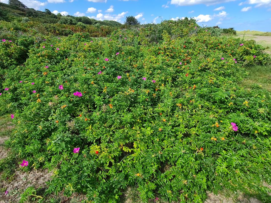 2023-08-20 07 Corton and Gunton Woods.jpg