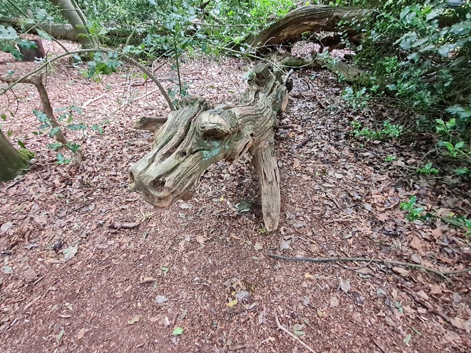 2023-08-20 08 Corton and Gunton Woods.jpg