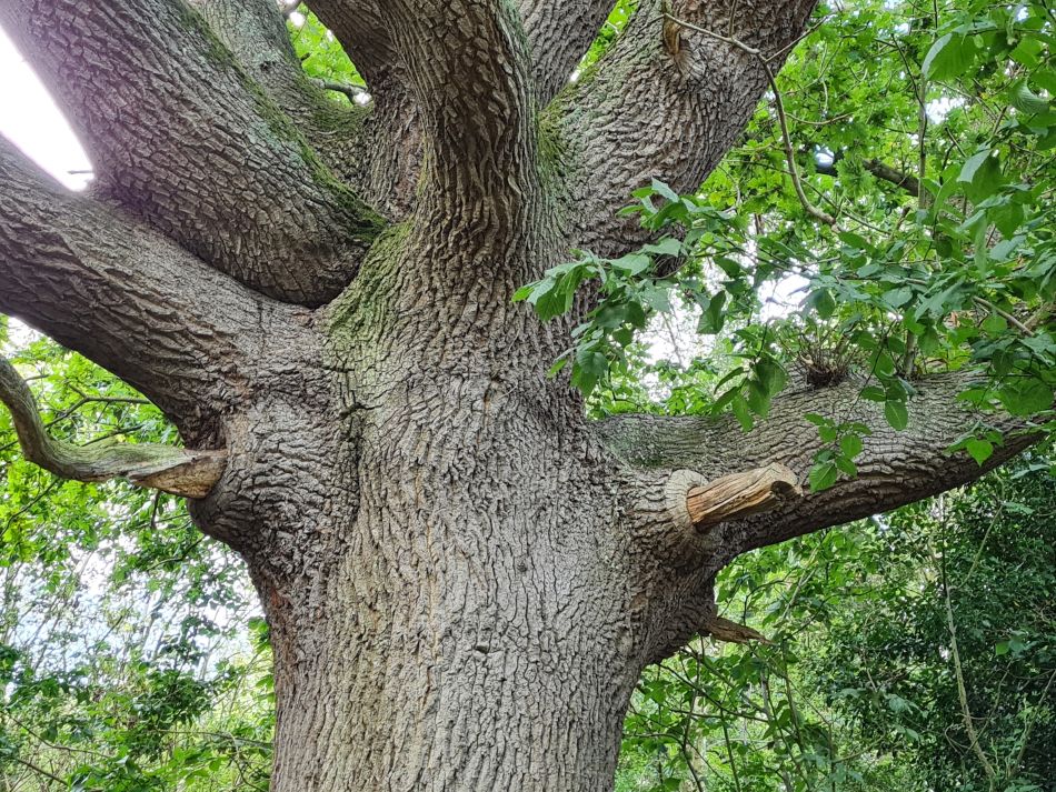 2023-08-20 11 Corton and Gunton Woods.jpg