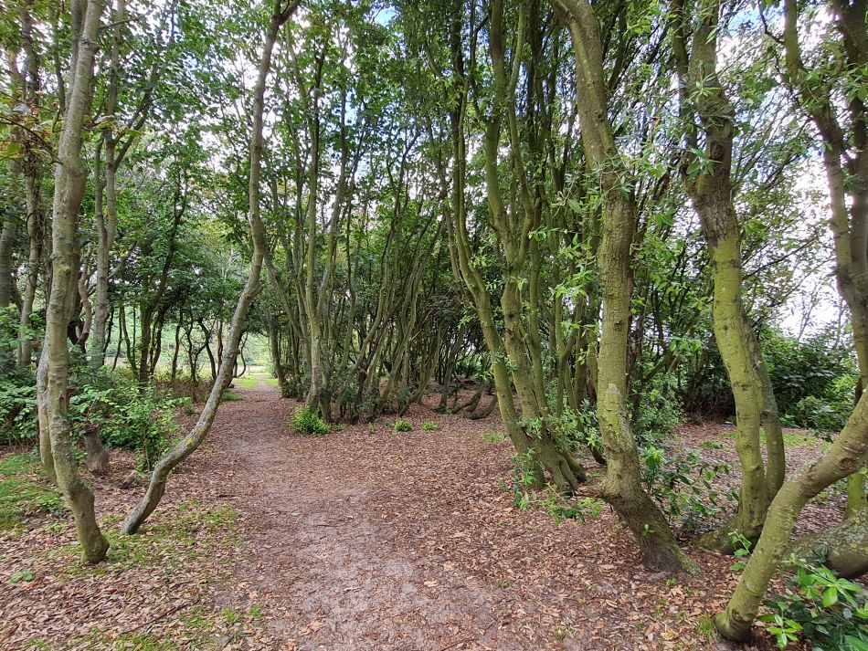 2023-08-20 15 Corton and Gunton Woods.jpg