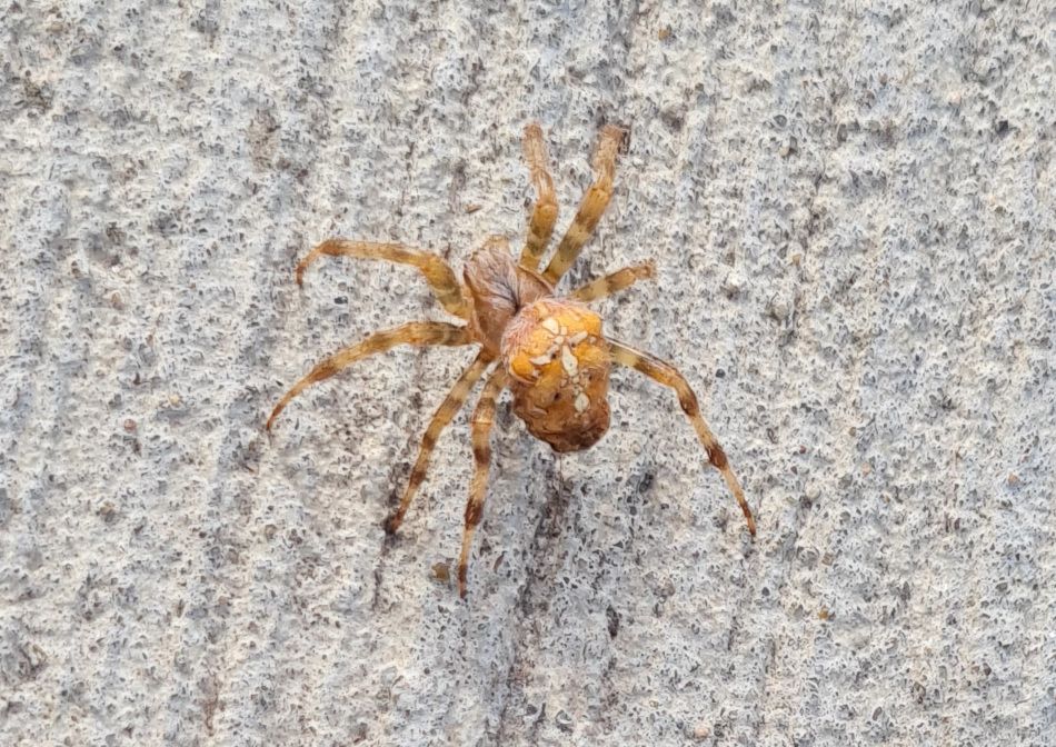 2023-10-08 01 Araneus marmoreus.jpg