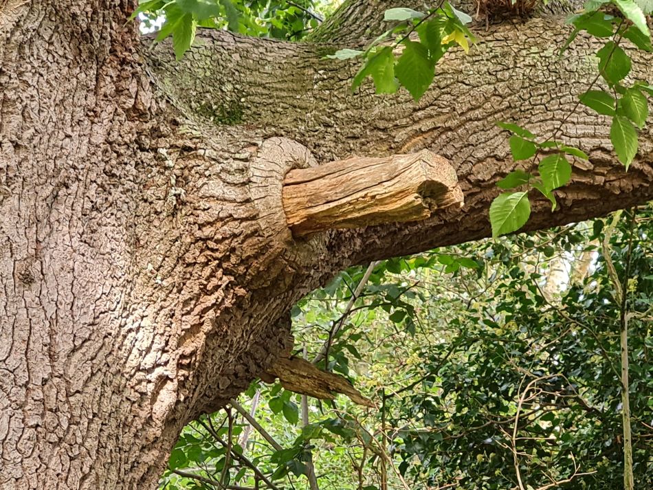 2023-10-08 07 Lowestoft Coast and Woods.jpg