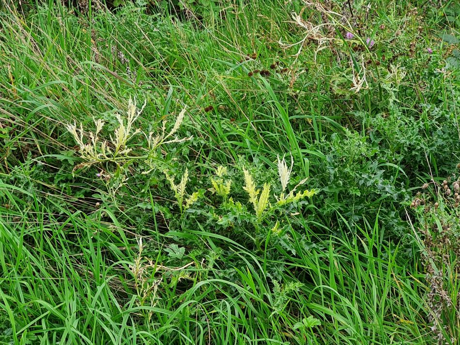 2023-10-08 12 Lowestoft Coast and Woods.jpg