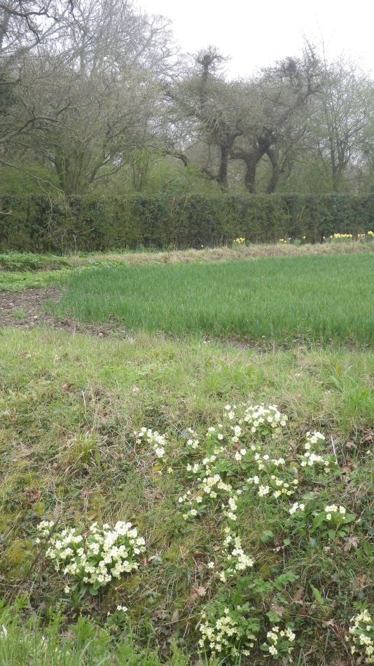 2018-04-15 11 Ditchingham and Broome.jpg