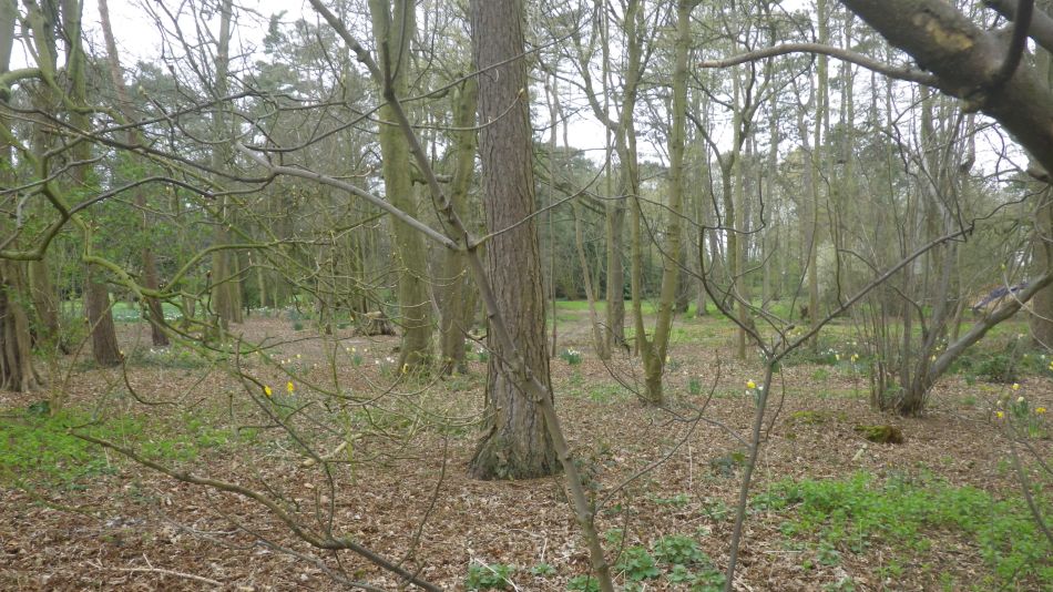 2019-03-27 04 Broome Place Woodland.JPG