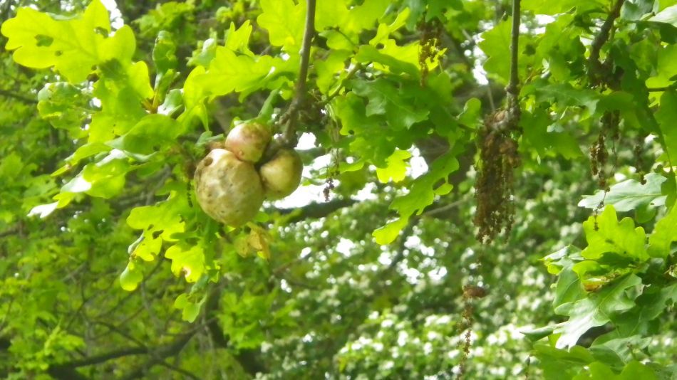 2019-05-19 22 Bath Hills and Falcon Meadow.jpg