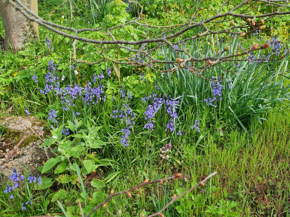 2022-04-13 02 Broome Falcon Bigod Outney.jpg