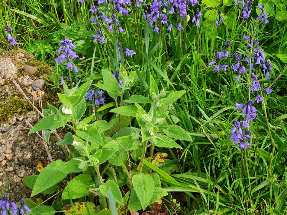 2022-04-13 03 Broome Falcon Bigod Outney.jpg