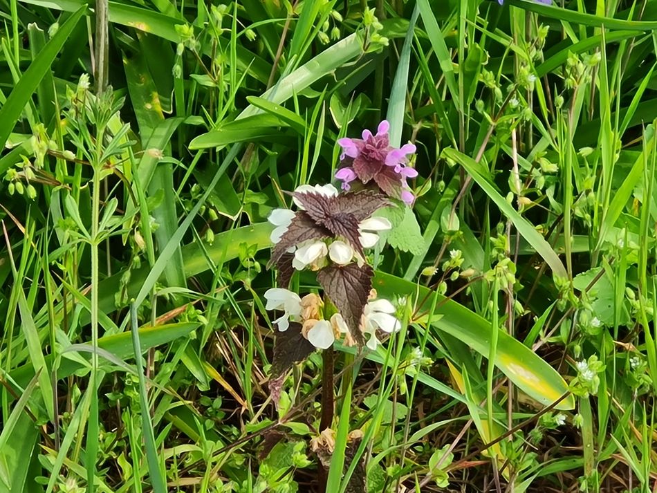 2022-04-13 04 Broome Falcon Bigod Outney.jpg