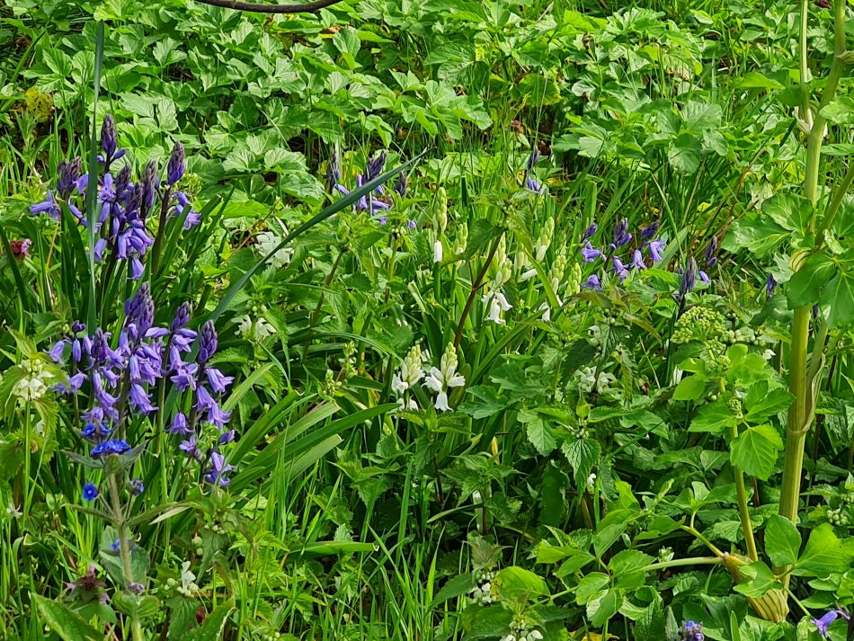 2022-04-13 05 Broome Falcon Bigod Outney.jpg