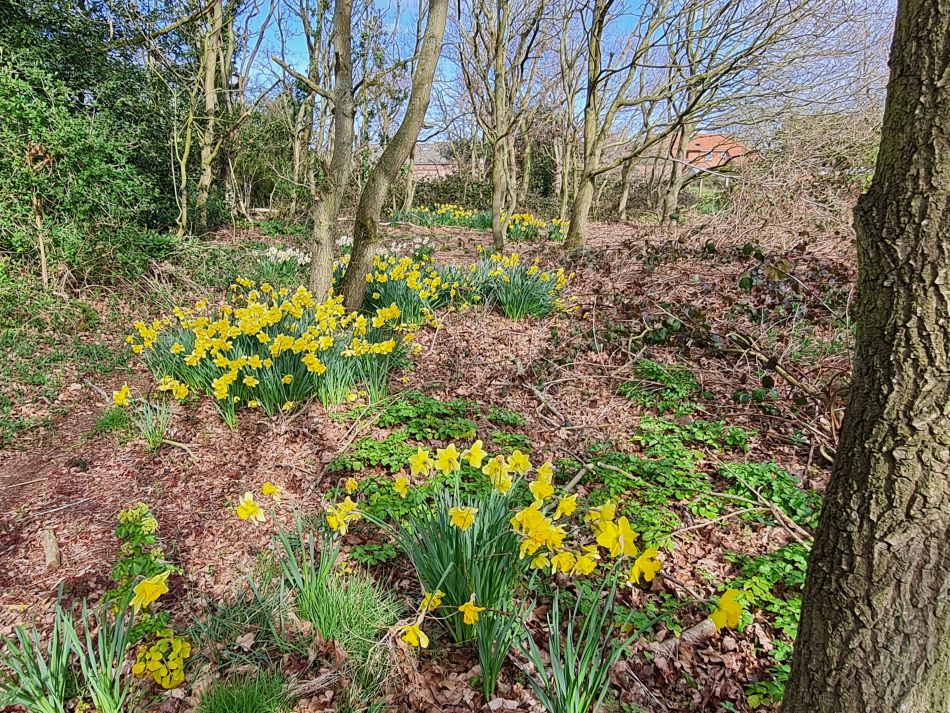 2022-04-13 06 Broome Falcon Bigod Outney.jpg