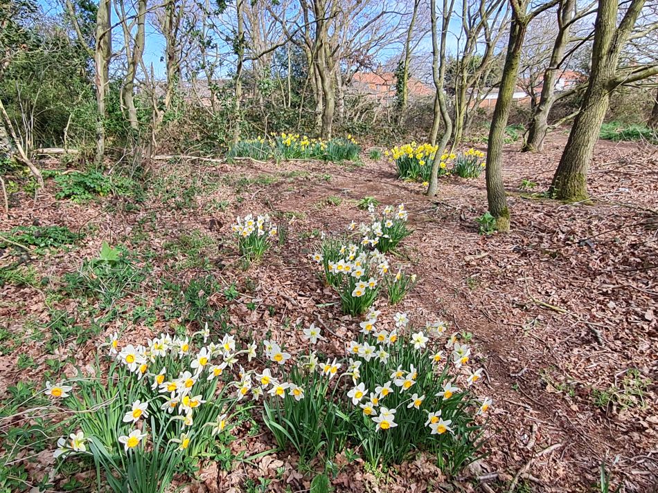 2022-04-13 07 Broome Falcon Bigod Outney.jpg