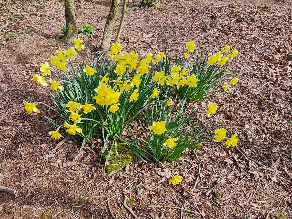 2022-04-13 08 Broome Falcon Bigod Outney.jpg