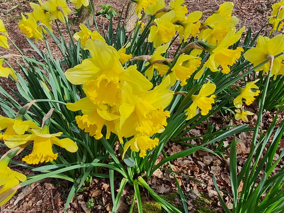 2022-04-13 09 Broome Falcon Bigod Outney.jpg