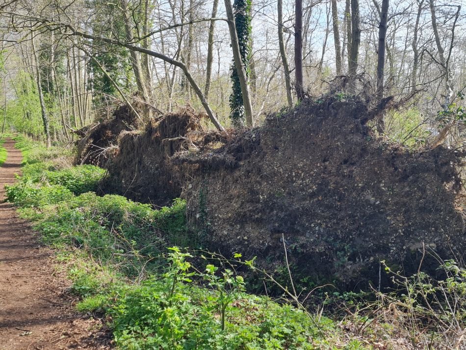 2022-04-13 19 Broome Falcon Bigod Outney.jpg