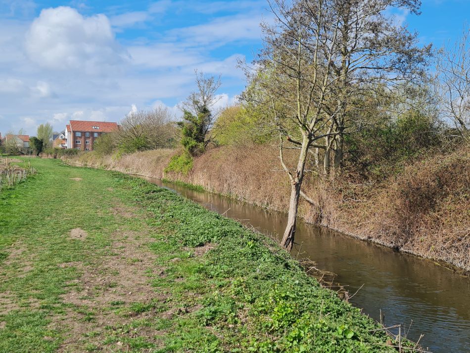 2022-04-13 20 Broome Falcon Bigod Outney.jpg