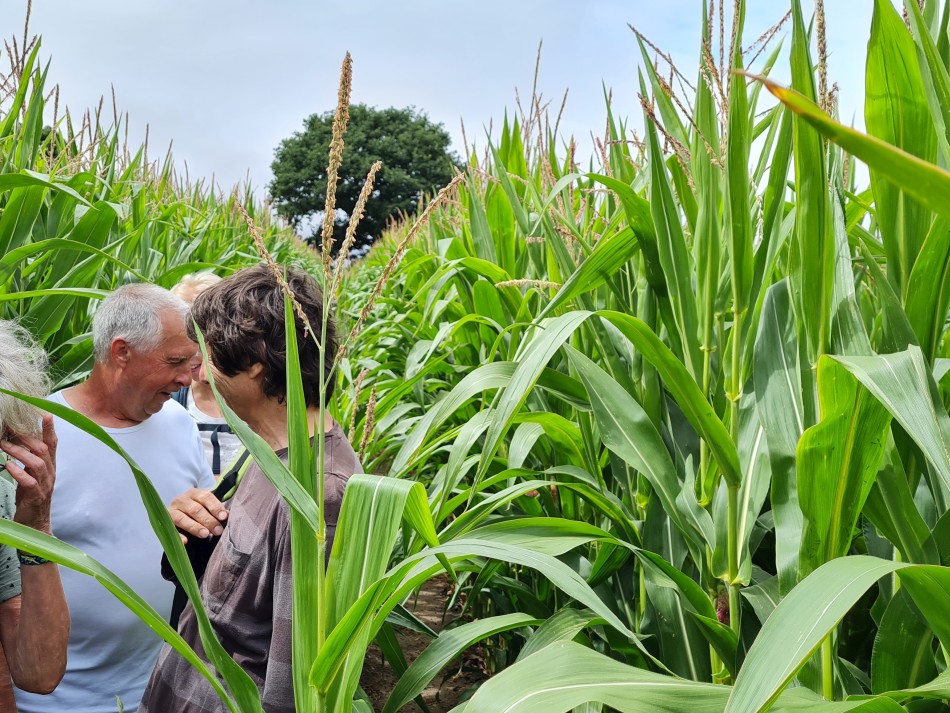 2022-07-31 15 Angles Way 18 - Ditchingham and Geldeston.jpg