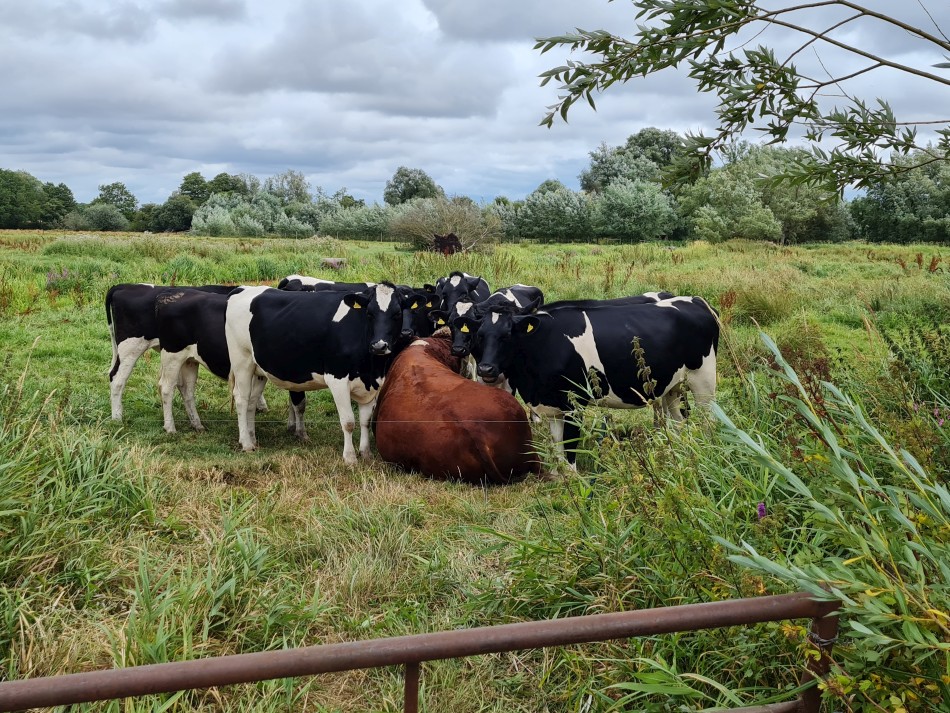 2022-07-31 25 Angles Way 18 - Ditchingham and Geldeston.jpg