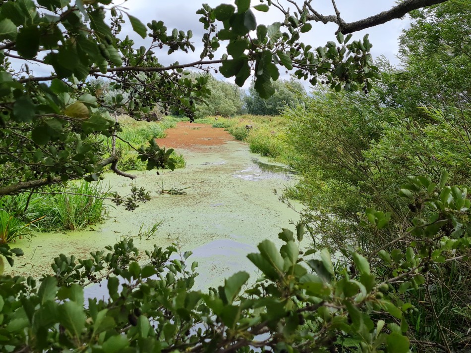 2022-07-31 27 Angles Way 18 - Ditchingham and Geldeston.jpg