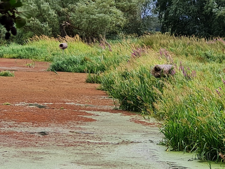 2022-07-31 30 Angles Way 18 - Ditchingham and Geldeston.jpg