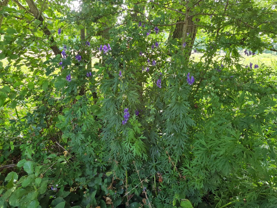 2022-07-31 31 Angles Way 18 - Ditchingham and Geldeston.jpg