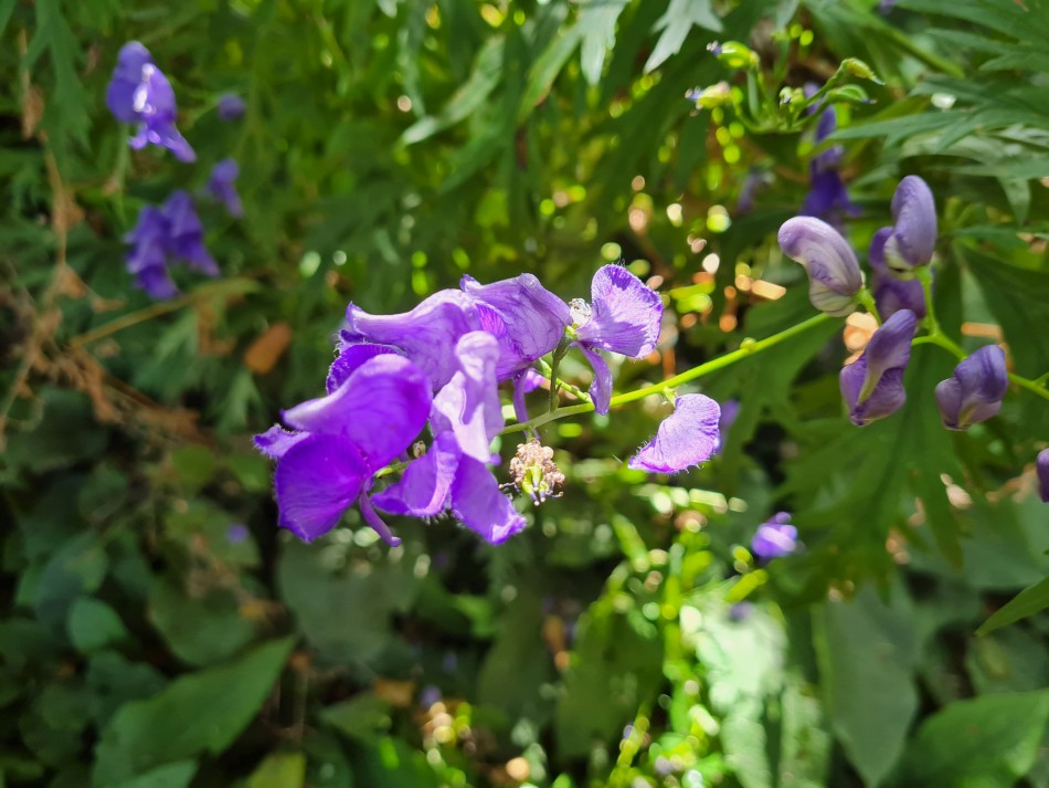 2022-07-31 32 Angles Way 18 - Ditchingham and Geldeston.jpg