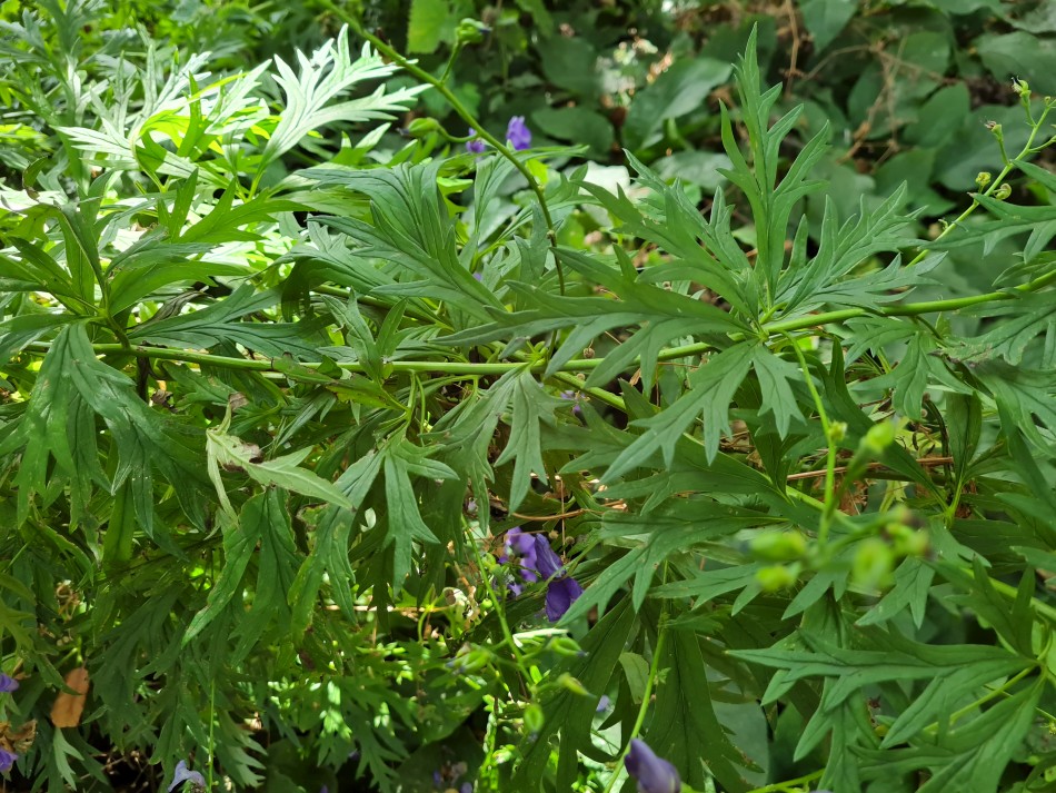 2022-07-31 33 Angles Way 18 - Ditchingham and Geldeston.jpg