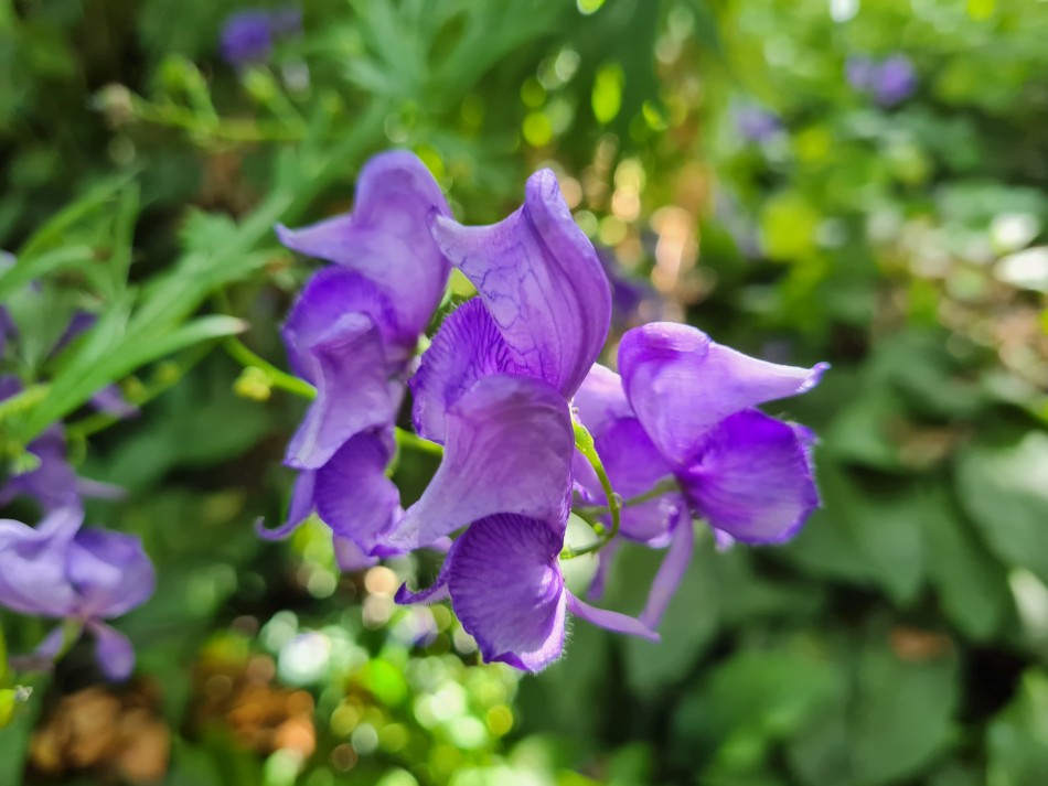 2022-07-31 34 Angles Way 18 - Ditchingham and Geldeston.jpg