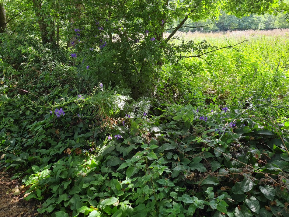 2022-07-31 35 Angles Way 18 - Ditchingham and Geldeston.jpg