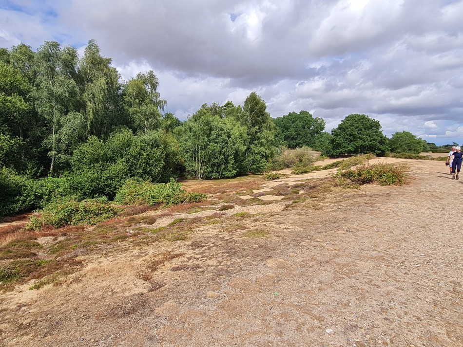 2022-07-31 40 Angles Way 18 - Ditchingham and Geldeston.jpg